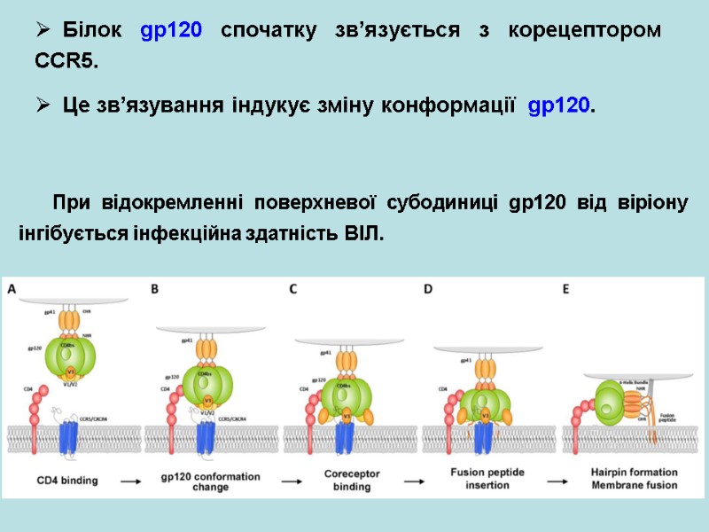 Білок gp120 спочатку зв’язується з корецептором CCR5.   Це зв’язування індукує зміну конформації